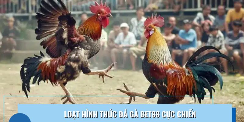 Loạt hình thức cá cược đá gà được nhiều người ưa chuộng 2025