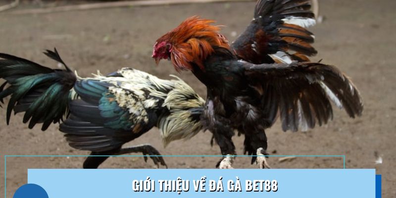 Sơ lược về sảnh game đá gà Bet88