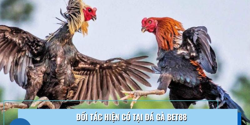 Tổng hợp các nhà cung cấp tại sảnh đá gà Bet88
